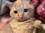 Orange British Shorthair Kitten - British Shorthair Kitten For Sale - Springdale&comma; AR&comma; US