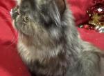 Zigzag - Exotic Kitten For Sale - Wedowee&comma; AL&comma; US