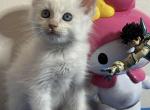 Siamese kittens - Siamese Kitten For Sale - Mullica Hill&comma; NJ&comma; US