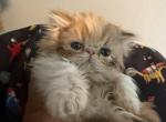 Persian girl calico - Persian Kitten For Sale - Palm Coast&comma; FL&comma; US