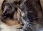 Sage - Maine Coon Kitten For Sale - Chouteau&comma; OK&comma; US