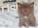 Tippy - Ragdoll Kitten For Sale - Hudson&comma; OH&comma; US