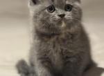Angel - Scottish Straight Kitten For Sale - Federal Way&comma; WA&comma; US