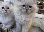 Male kitten - Siberian Kitten For Sale - CO&comma; US