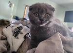 Blu - Scottish Fold Kitten For Sale - Ann Arbor&comma; MI&comma; US