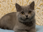 Evangelina - British Shorthair Cat For Sale - Brighton&comma; CO&comma; US