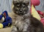 Gordon - Maine Coon Kitten For Sale - Brighton&comma; CO&comma; US