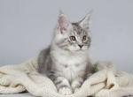 Sunday - Maine Coon Kitten For Sale - Brighton&comma; CO&comma; US