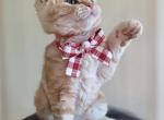 Tiger - Selkirk Rex Kitten For Sale - Gilbert&comma; AZ&comma; US