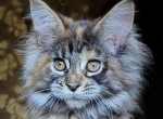 Cassandra - Maine Coon Kitten For Sale - Brighton&comma; CO&comma; US