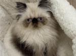 Seal point male exotic long hair Himalayan - Himalayan Kitten For Sale - Philadelphia&comma; PA&comma; US