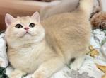 Dolly - British Shorthair Kitten For Sale - Glendale&comma; CA&comma; US