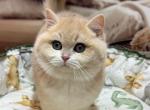Princess - British Shorthair Kitten For Sale - Glendale&comma; CA&comma; US