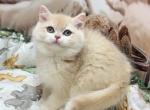 Lolly cy12 - British Shorthair Kitten For Sale - Glendale&comma; CA&comma; US