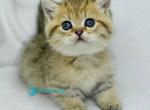 Umi - Munchkin Kitten For Sale - Pembroke Pines&comma; FL&comma; US