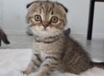 Lovely Scottish fold girl - Scottish Fold Kitten For Sale - Champions Gate&comma; FL&comma; US
