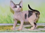 Odin - Devon Rex Kitten For Sale - Norwalk&comma; CT&comma; US
