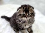 Scottish fold lovely boy - Scottish Fold Kitten For Sale - Champions Gate&comma; FL&comma; US