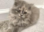 Rare color dilute tortie Scottish straight beauty - Scottish Straight Kitten For Sale - Champions Gate&comma; FL&comma; US