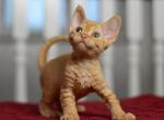 Persey - Devon Rex Kitten For Sale - Norwalk&comma; CT&comma; US
