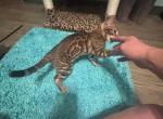 1 male delivery available - Bengal Kitten For Sale - St&period; Louis&comma; MO&comma; US