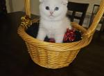 Exotic Scottish Fold - Scottish Fold Kitten For Sale - Miami&comma; FL&comma; US