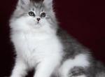 First Snow - Siberian Kitten For Sale - Pembroke Pines&comma; FL&comma; US