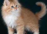 Foma - Siberian Kitten For Sale - Pembroke Pines&comma; FL&comma; US