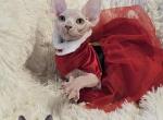 Sphynx  Girl Bellara  TICA rights - Sphynx Kitten For Sale - Lockport&comma; IL&comma; US