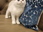 Scottish Straight Silver Chinchilla Coco - Scottish Straight Kitten For Sale - Jersey City&comma; NJ&comma; US