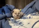 Yellow - Siamese Kitten For Sale - Plainfield&comma; IN&comma; US