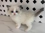 Ragdoll Seal Point Female - Ragdoll Kitten For Sale - 