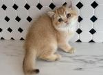 British Shorthair Golden Female - British Shorthair Kitten For Sale - 