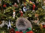male Persian kitten for sale - Persian Kitten For Sale - Fleetwood&comma; PA&comma; US