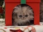 Torti Persian - Persian Kitten For Sale - Fleetwood&comma; PA&comma; US
