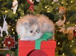 Dilute Calico Persian kitten - Persian Kitten For Sale - Fleetwood&comma; PA&comma; US