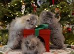 male and female Persian kittens - Persian Kitten For Sale - Fleetwood&comma; PA&comma; US