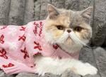 Pearl Odette - Exotic Cat For Sale - Roseville&comma; CA&comma; US