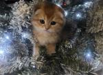 Sunny - Scottish Fold Kitten For Sale - Naperville&comma; IL&comma; US
