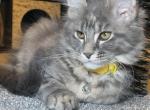 Sunny - Maine Coon Kitten For Sale - Rocklin&comma; CA&comma; US