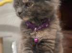 Violy - Maine Coon Kitten For Sale - Rocklin&comma; CA&comma; US
