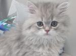 Smoky Scottish straight female - Scottish Straight Kitten For Sale - North Port&comma; FL&comma; US