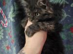 Noel - Maine Coon Kitten For Sale - Castleton&comma; VA&comma; US
