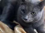 Russian Blue male - Russian Blue Cat For Sale - 