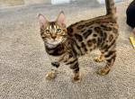 Mo Mo - Bengal Kitten For Sale - Newhall&comma; CA&comma; US