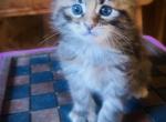 Stunning Kittens - Maine Coon Kitten For Sale - East Taunton&comma; MA&comma; US