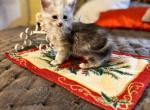 Comet Polydactyl female - Maine Coon Kitten For Sale - Bechtelsville&comma; PA&comma; US