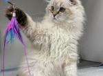 Zeus - Scottish Fold Kitten For Sale - Hollywood&comma; FL&comma; US