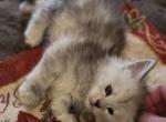 Prancer Female Polydactyl - Maine Coon Kitten For Sale - Bechtelsville&comma; PA&comma; US