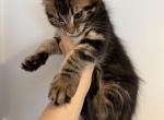 Lion - Maine Coon Kitten For Sale - Hatboro&comma; PA&comma; US
